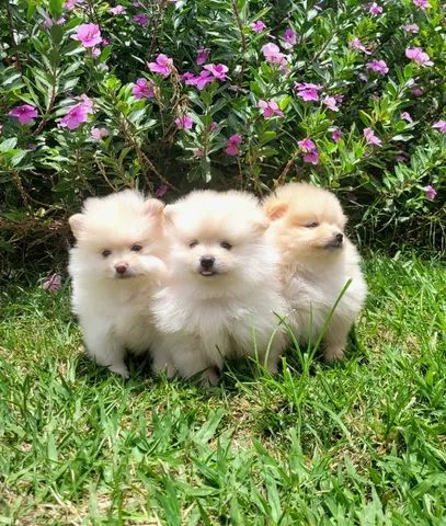 Spitz Alemão anão fêmea - Lulu da Pomerânia - 12x sem juros - Foto 5