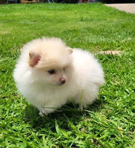 Spitz Alemão anão fêmea - Lulu da Pomerânia - 12x sem juros - Foto 2