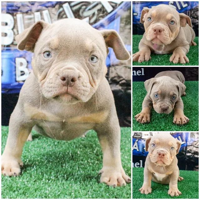 Filhote American Bully 