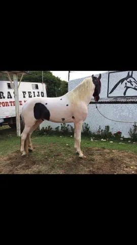 Cavalos venda permanente no haras Feijó - Cavalos e acessórios