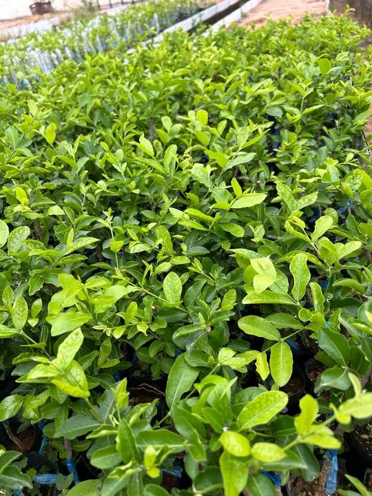 Mudas de acerola junco  - Foto 3
