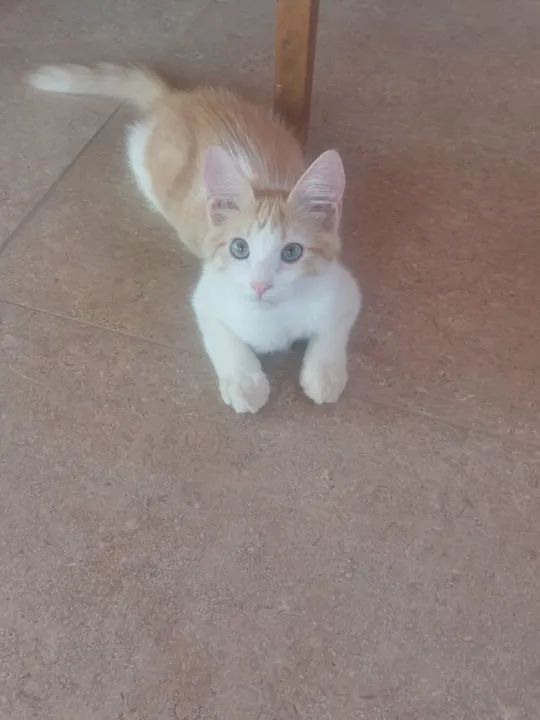 Gato para adoção. - Foto 3
