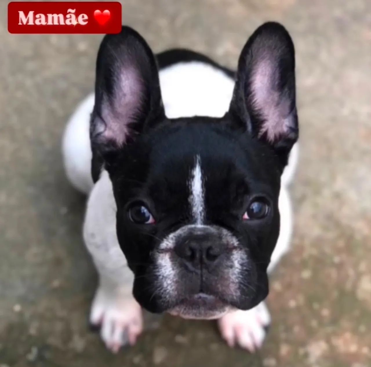 Filhotes de Bulldog Francês Fêmea  - Foto 3