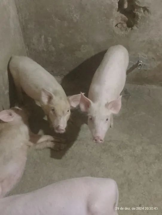 Filhotes de porco 40 dias para venda - Foto 3