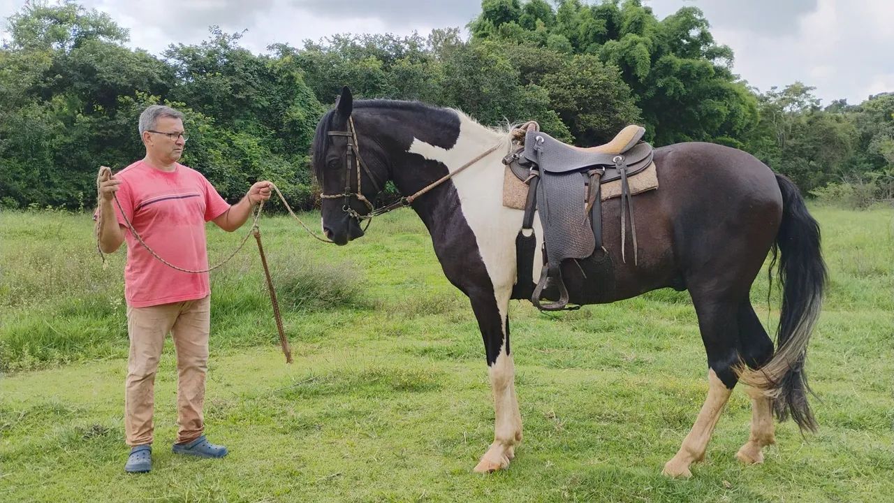 Cavalo Mangalarga pampa de preto  - Foto 6
