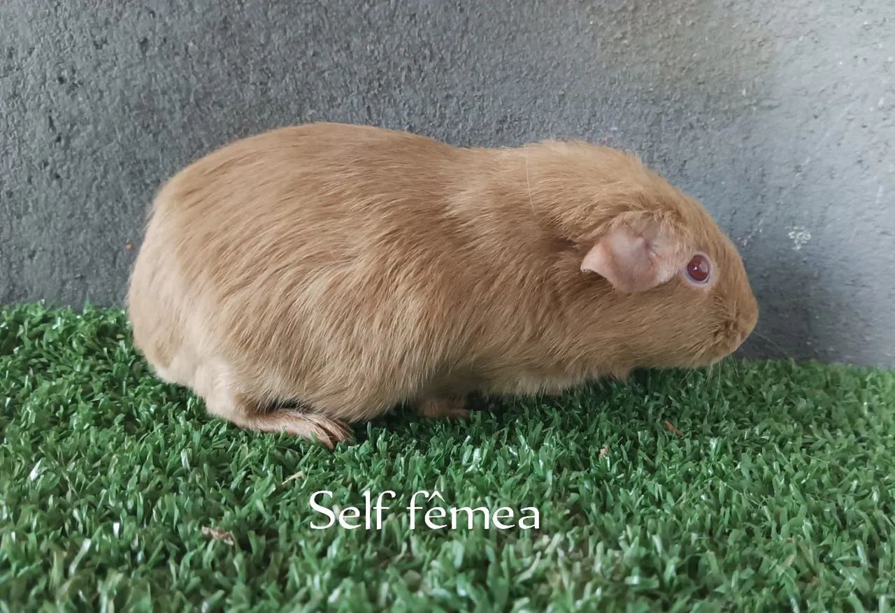 Porquinho da Índia  Self - Foto 3