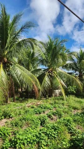 Granja com 6000m² na Lagoa do Bonfim - Foto 3
