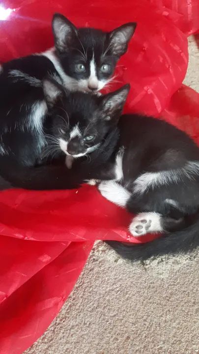 Doação de Gatinhos - Foto 5