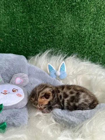 Filhote de Bengal  - Foto 5