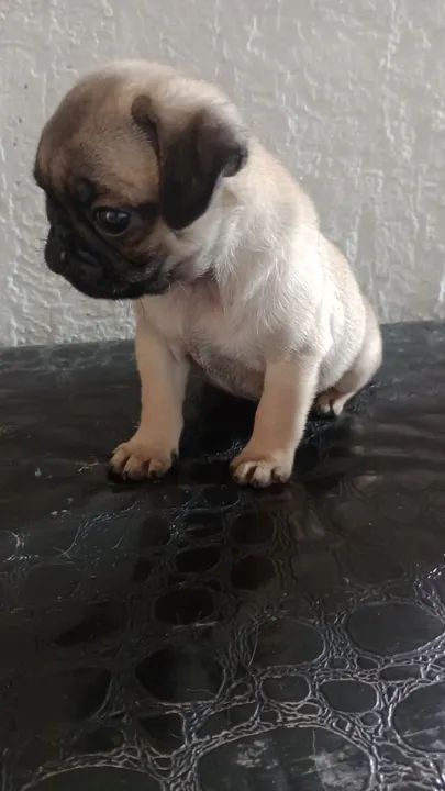 Pug filhote disponível femea1.000 - Foto 5