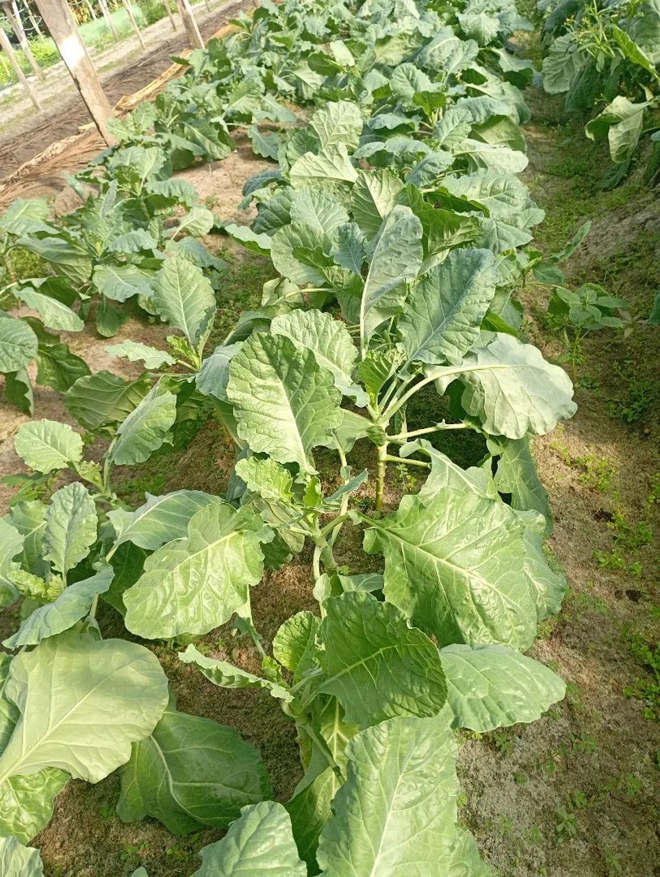 Colve Maço 2 reais  - Foto 2