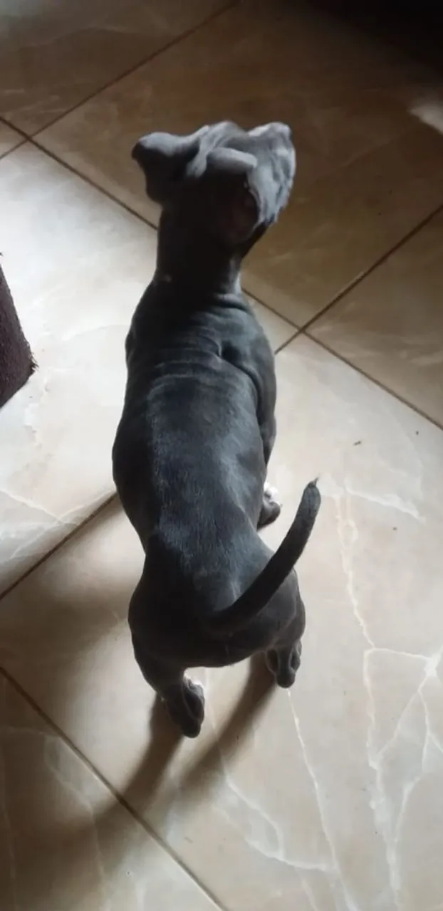 Filhote de Pitbull Cinza