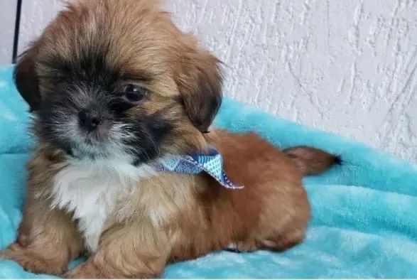Lhasa apso machinho disponível 
