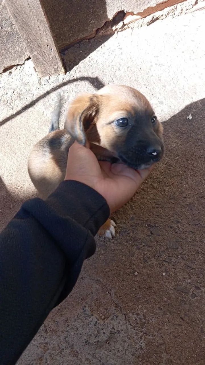 Filhote de cachorro adorável