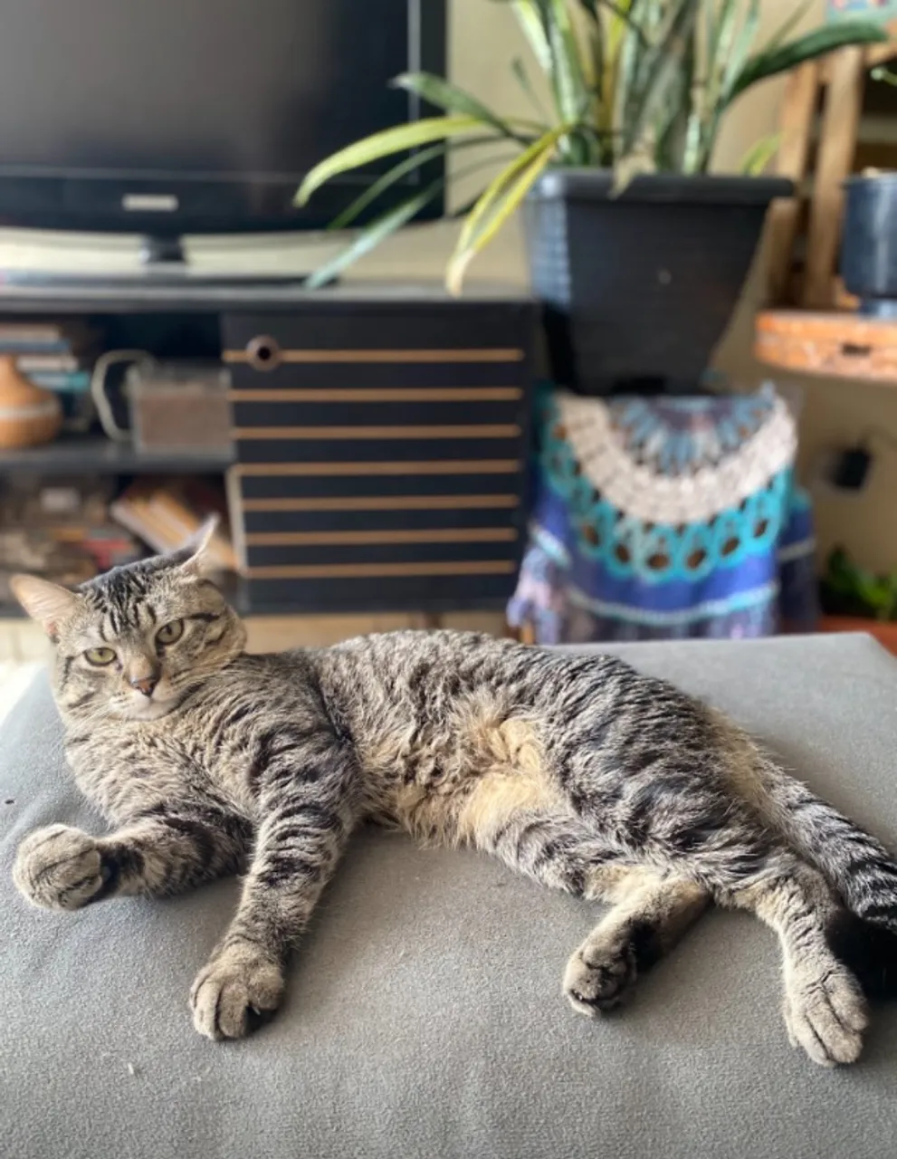 Doação de gato