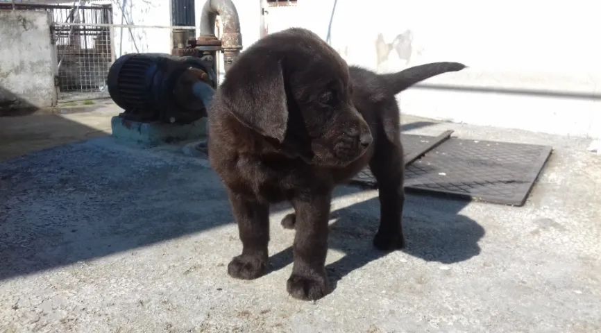 Labrador os mais saudaveis e legetimos pacotinhos de amor  - Foto 2