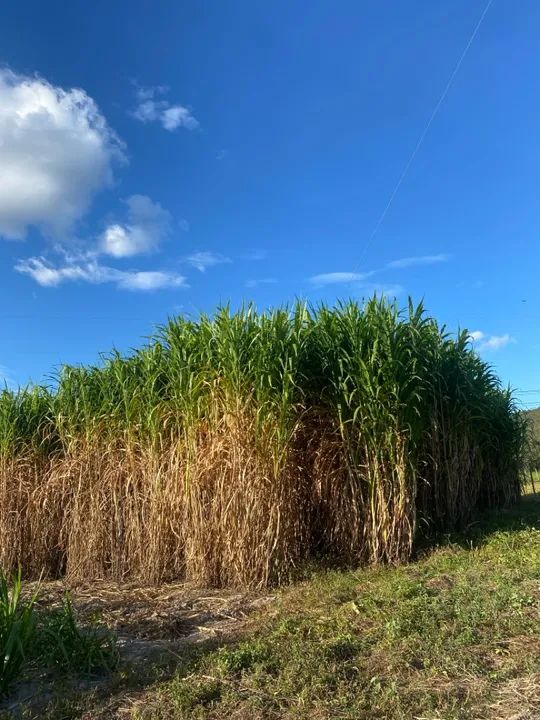 BRS Capiaçu- capim para bovinos, equinos e outros  - Foto 2