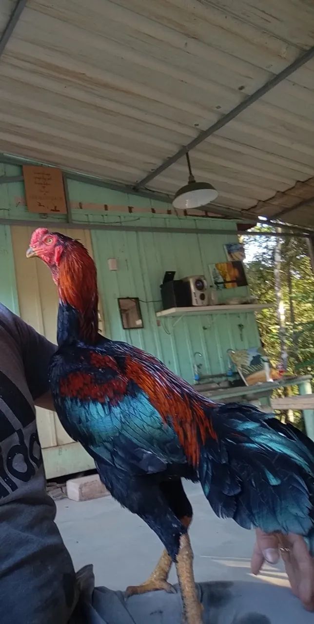 Galos índios  - Foto 5