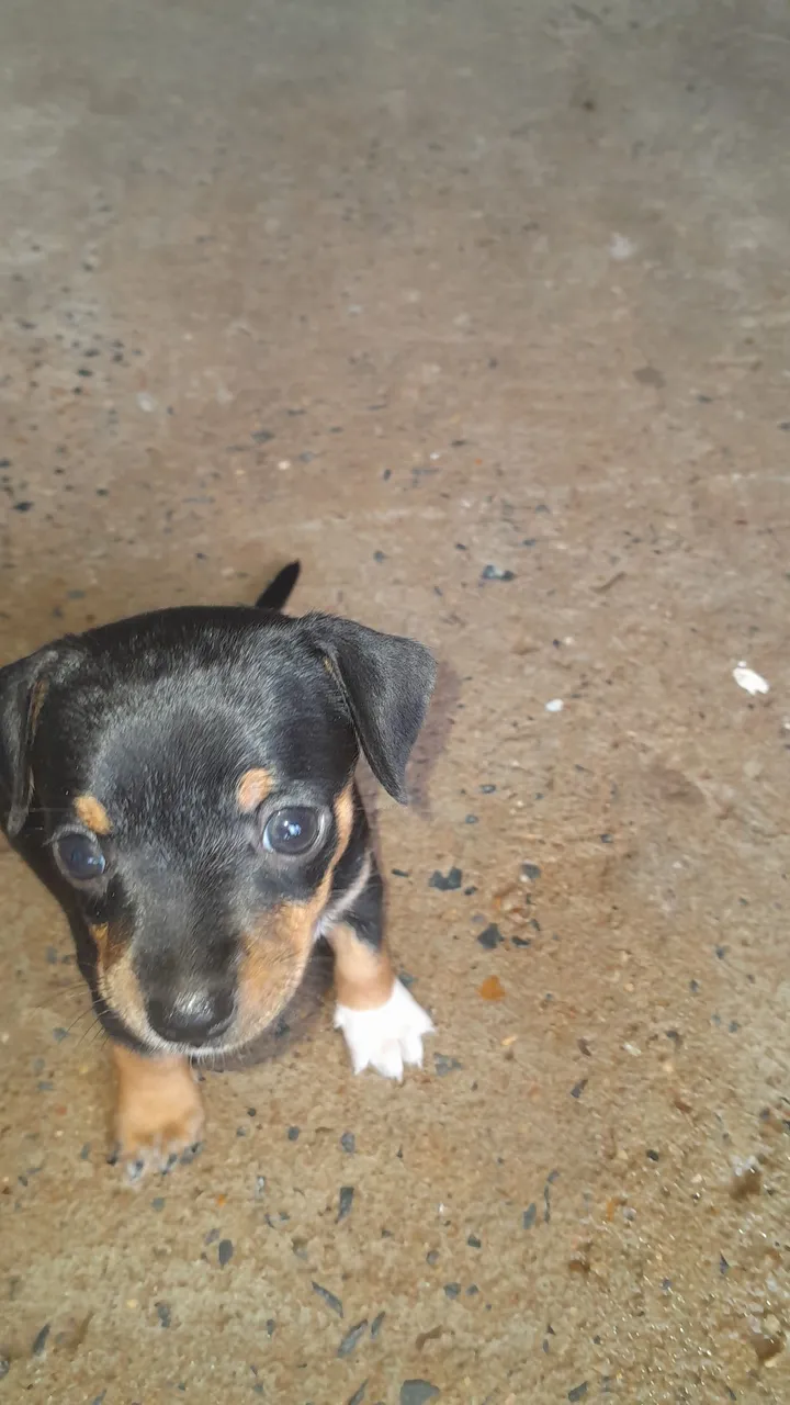 Filhote de cachorro