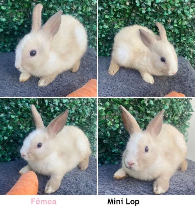 MINI COELHO - Foto 3