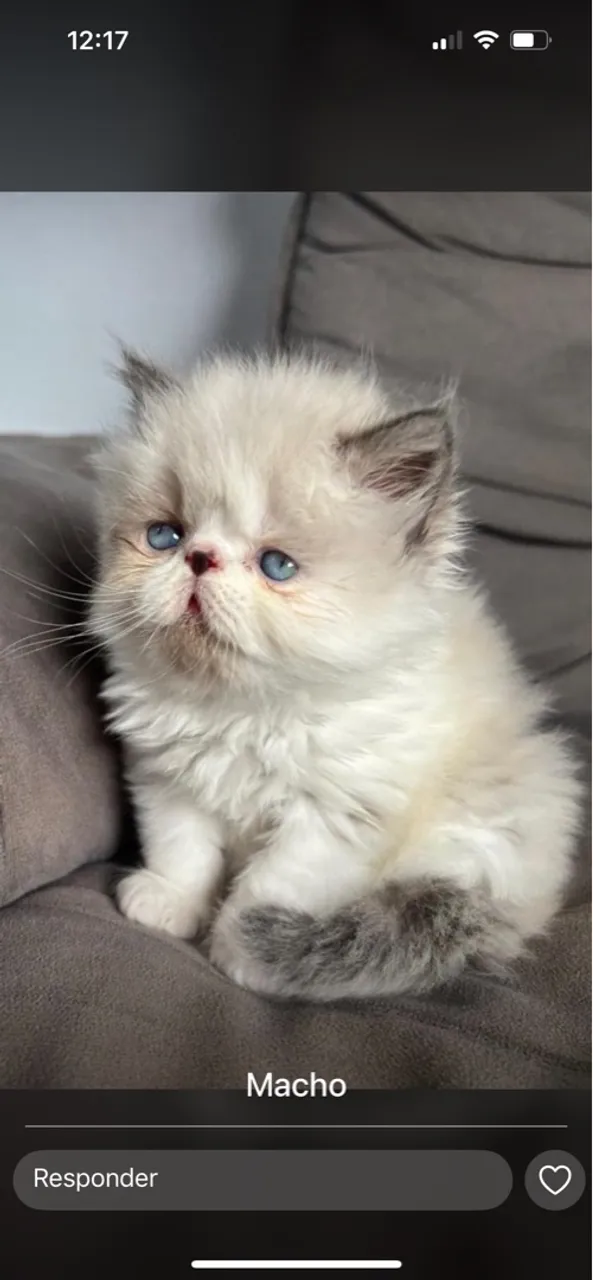Gatinho Persa