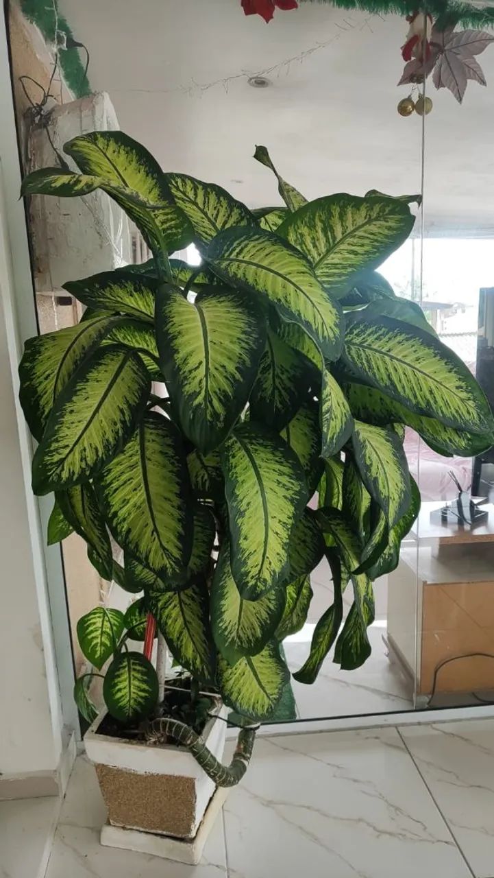 Vendo árvore - Foto 2