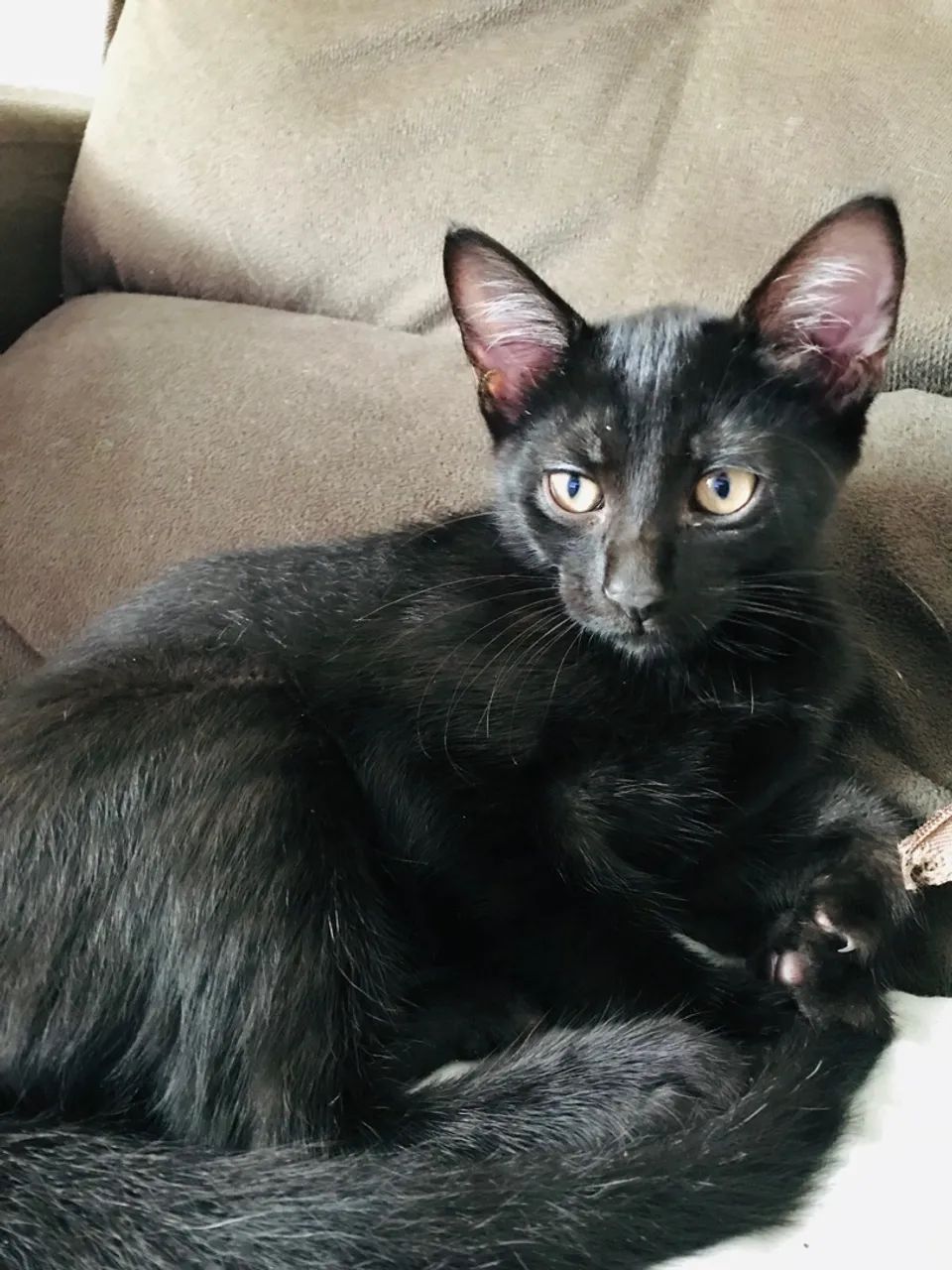 Gatinho preto para adoção consciente  - Foto 4