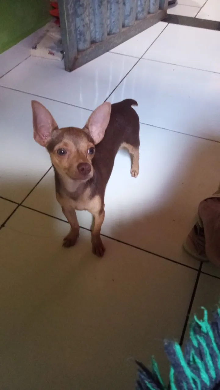 Vendo Pincher super pequeno 