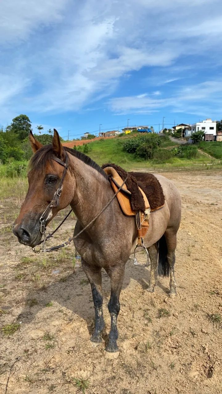 Égua crioula  - Foto 6