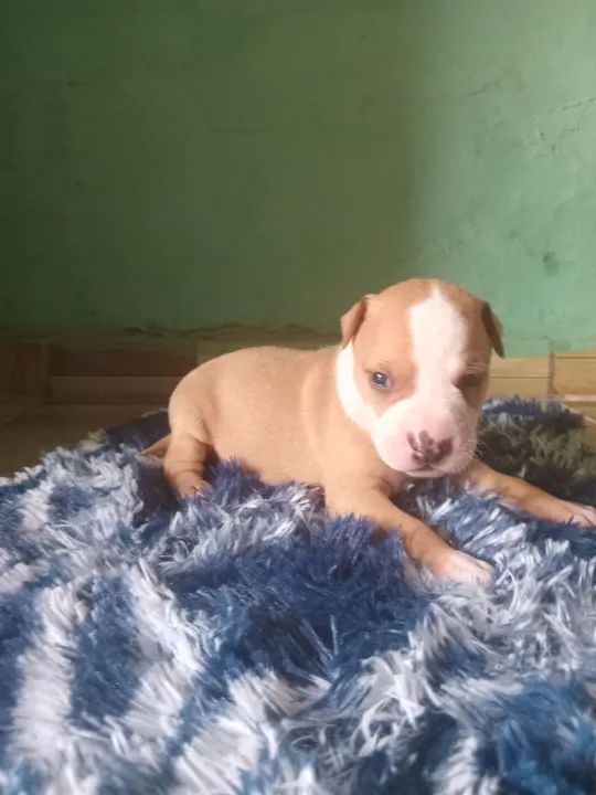 Pitmonster pra vender - Foto 5