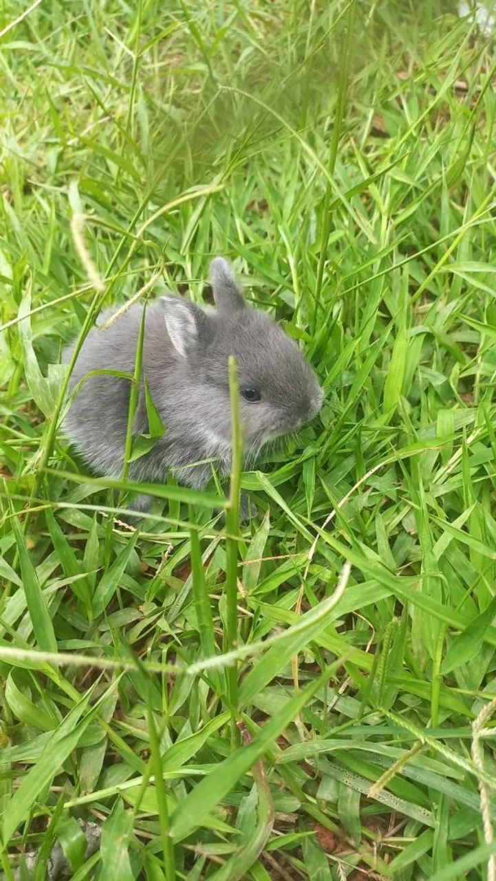 Mini coelho  - Foto 2