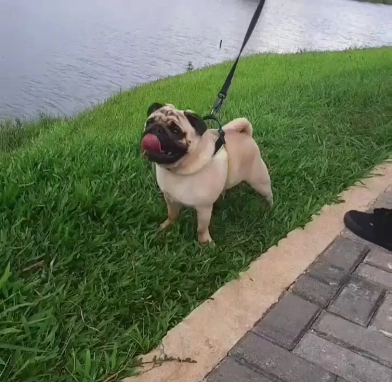 Vendo pug mini abricot 8 mês