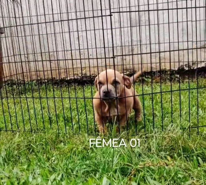 AMERICAN BULLY FÊMEA MICRO COM PEDIGREE ( FILHOTE )