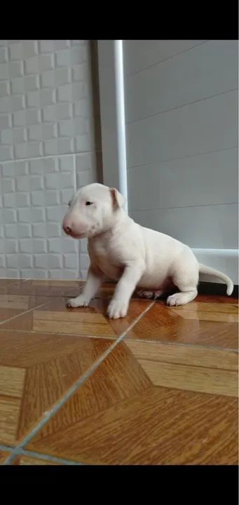 Filhote de Bull Terrier | Bull Terrier com pedigree | Hero Dog?s 