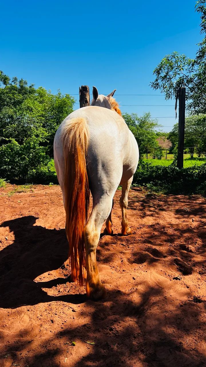 Cavalo Petiço marchador manso - Foto 4