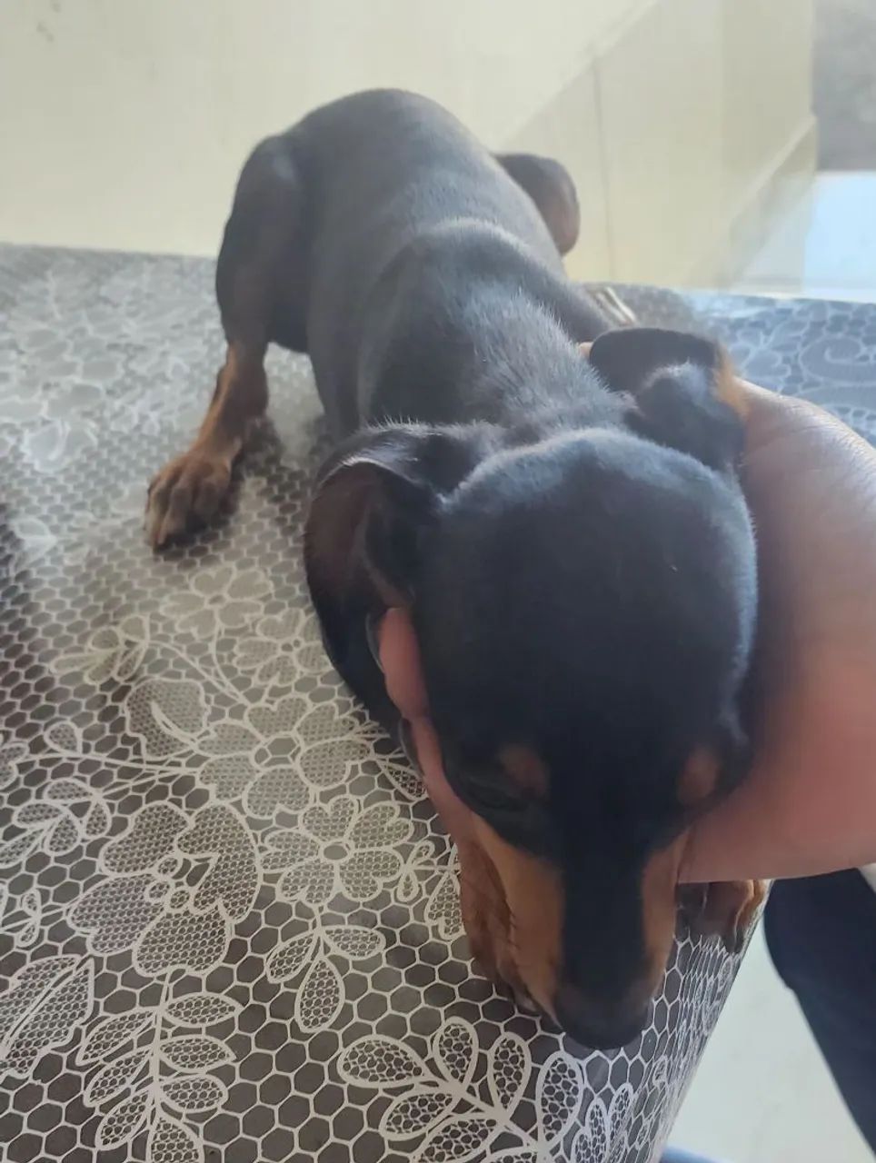 Doa se pincher 1 - Foto 2