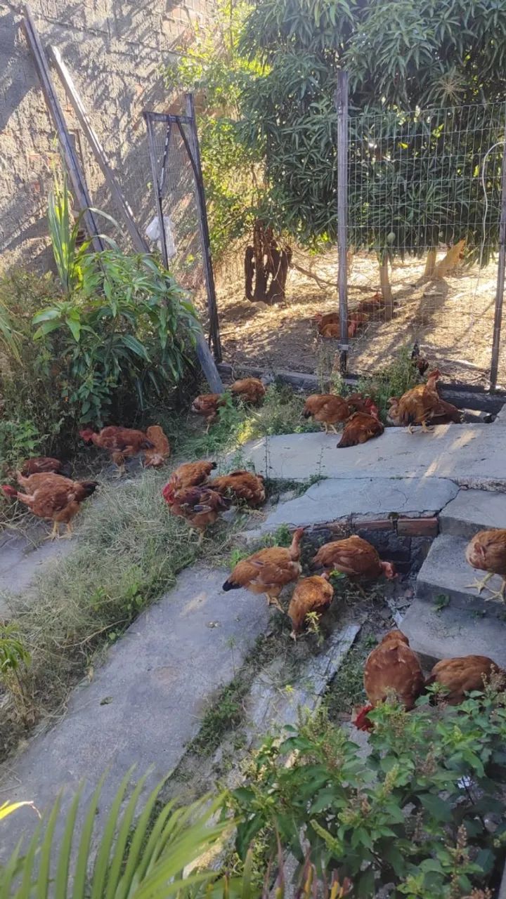 Galinha e ovos de capoeira - Foto 3