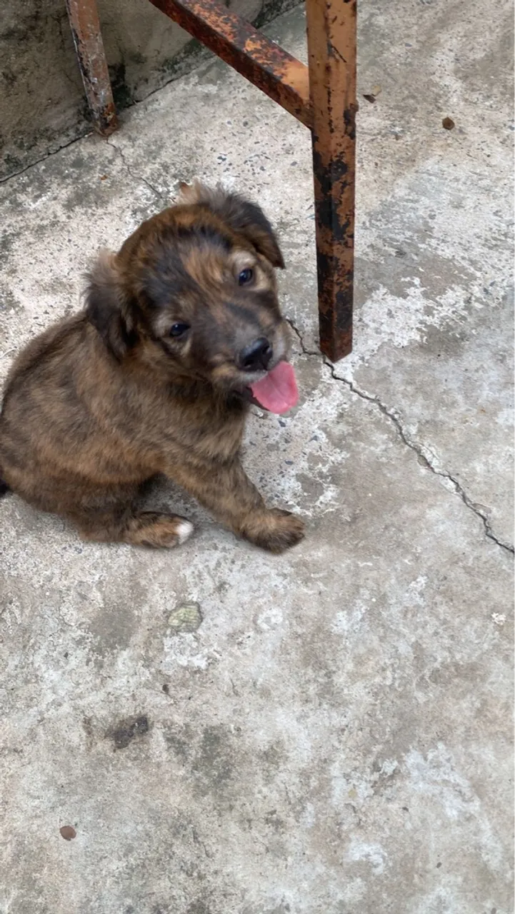 Doação duas filhotes lindas raça vira lata ?