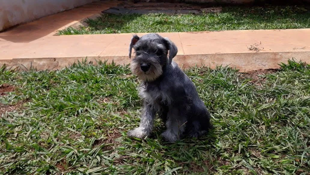 Schnauzer