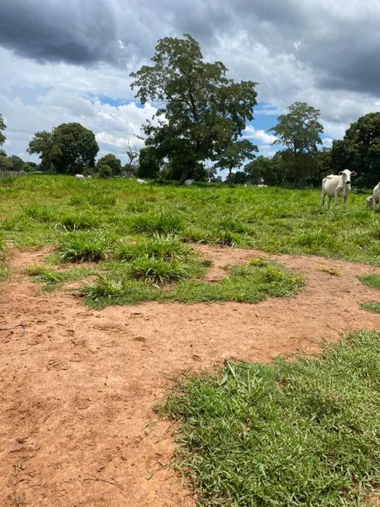 Fazenda arrendamento 1.600hec em Poconé MT.