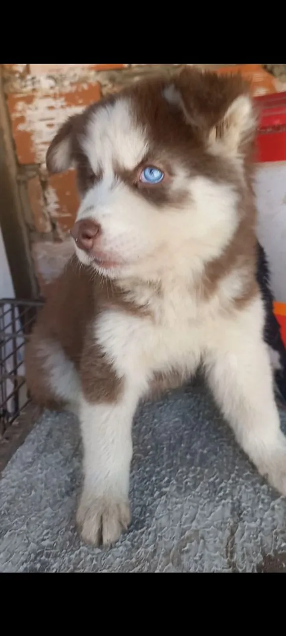 Husky siberiano, já vermifugado