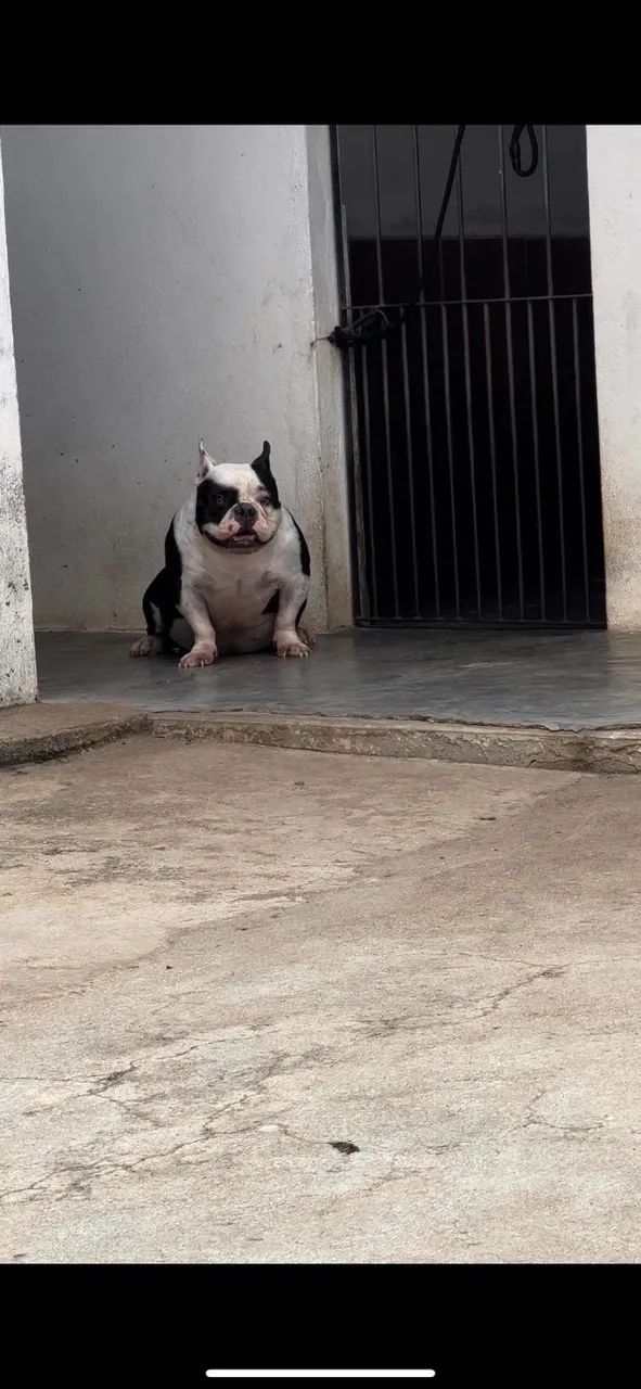 American bully - Foto 2