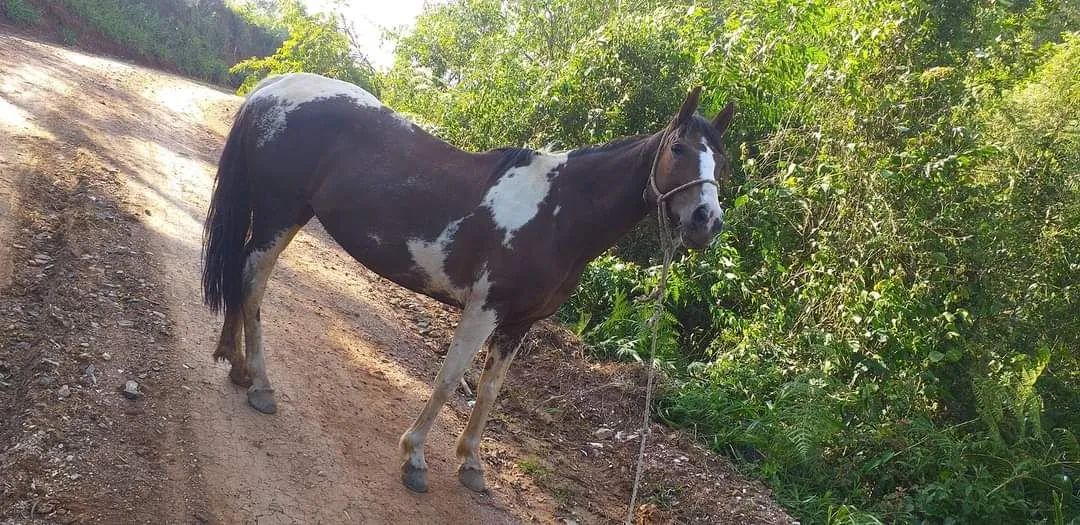 Égua manga larga  - Foto 2