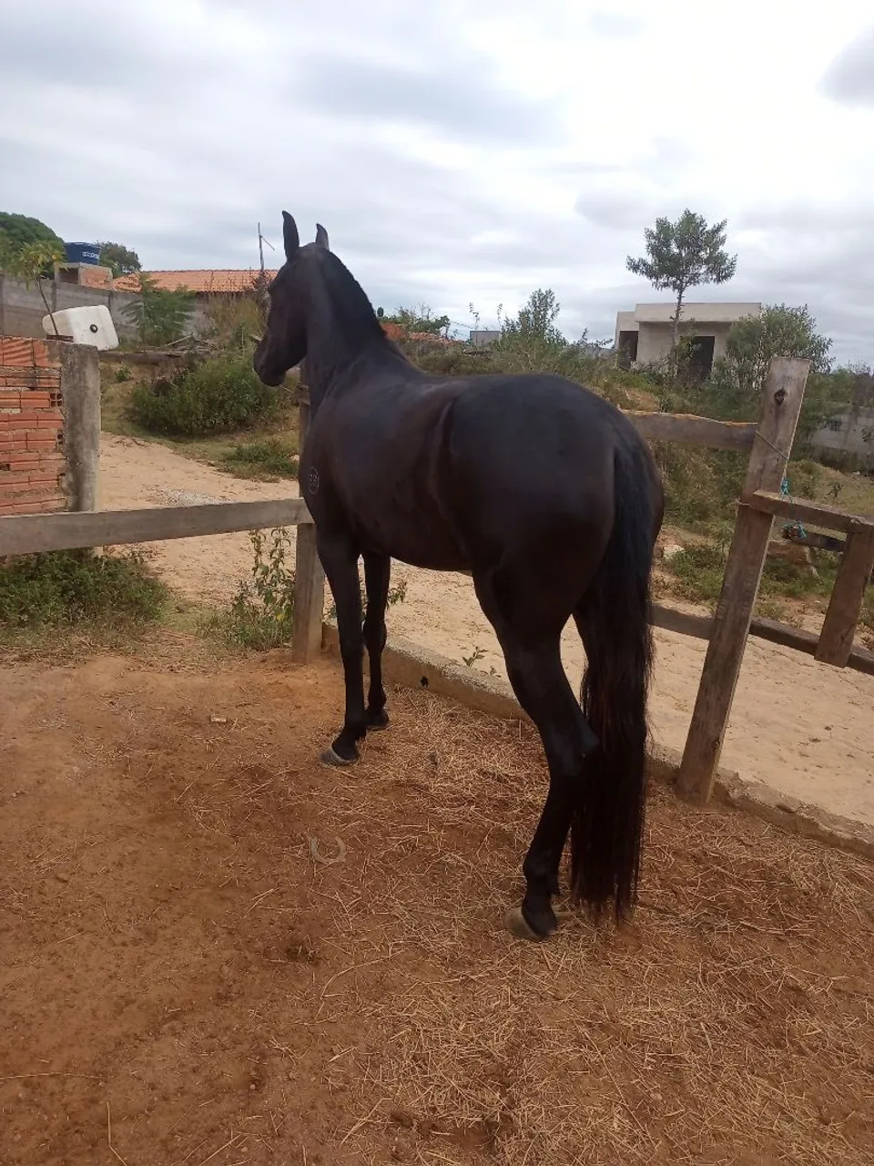 Potra mangalarga