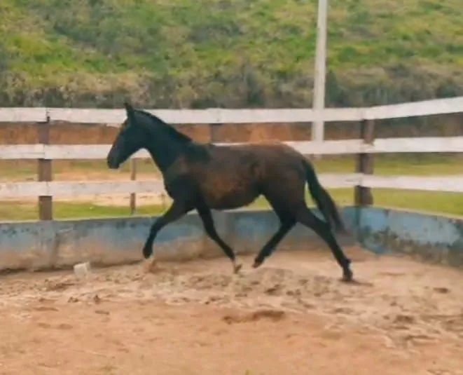 Potra preta das mais lindas 7 meses, 30 parcelas R$ 200,00 no carnê - Foto 2