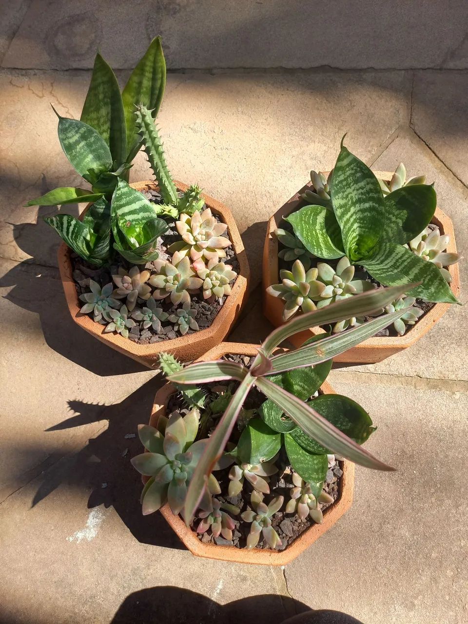 Suculentas no vaso (mini-espada-de-são Jorge, cactos, lambari roxo) - Foto 6