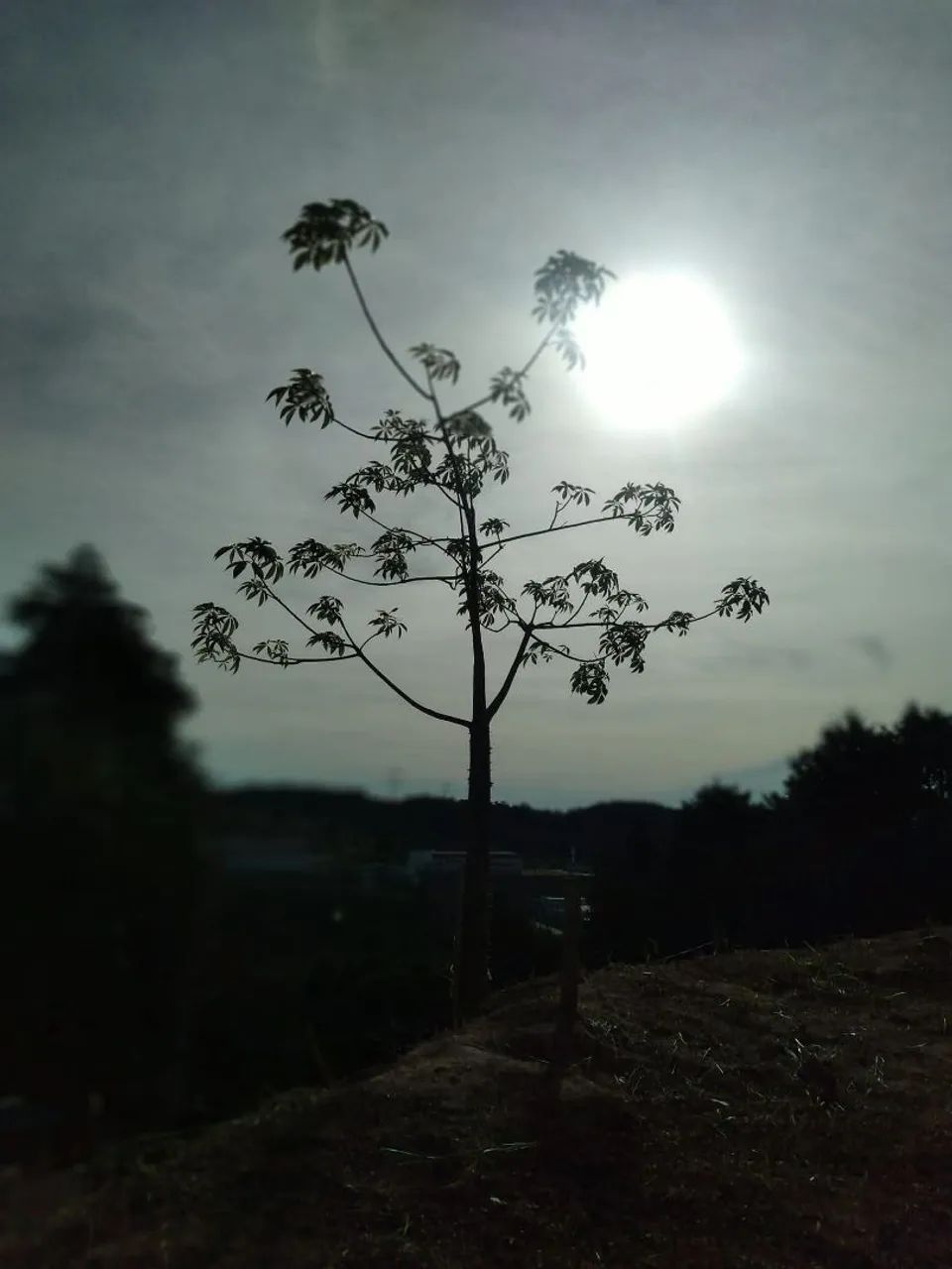 Foto - Jarinu - 