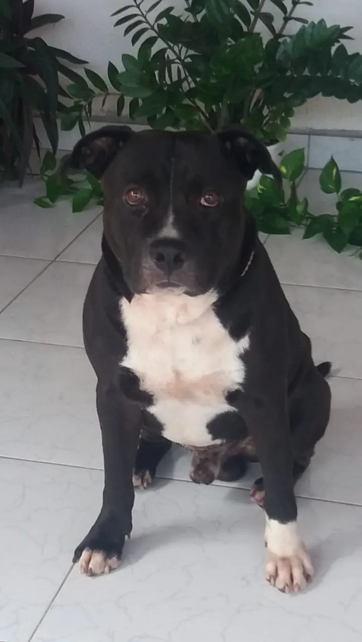 Pitbull Adulto