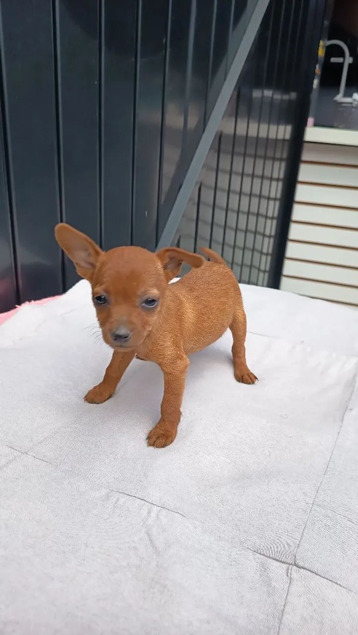 Lindos filhotes de pinscher macho e femea parcelo e entrego  - Foto 4