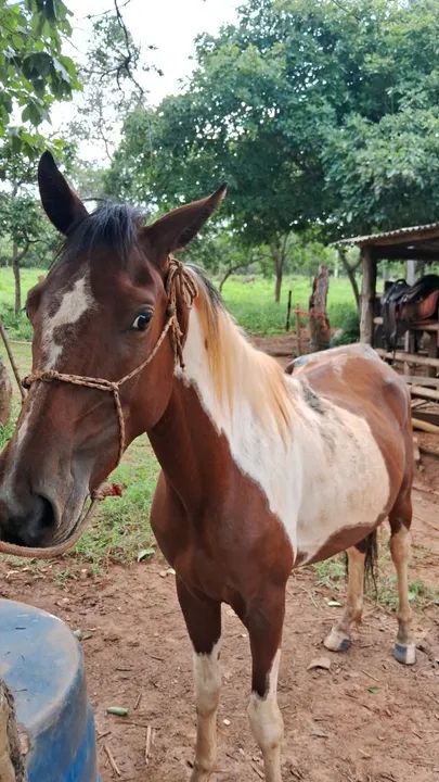 Cavalo pampa  - Foto 2